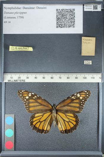 Media type: image;   Entomology 165005